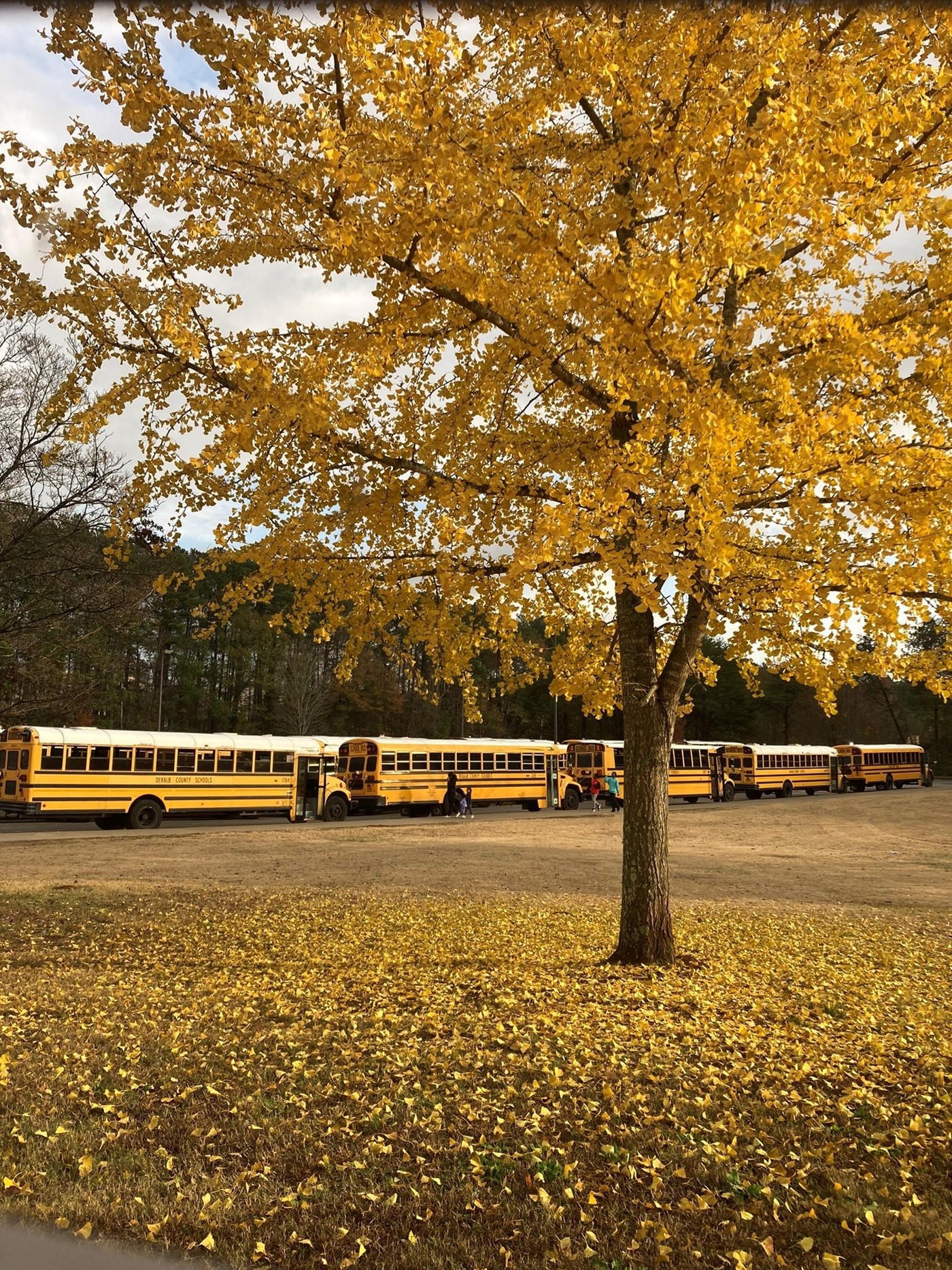 School Busses in front of school